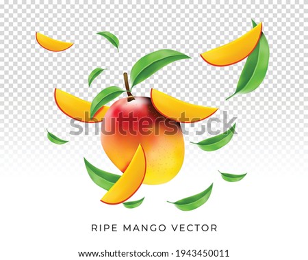 Vector of Ripe mango with slices flying with leaves composition for ad poster concept art design on transparent background  
