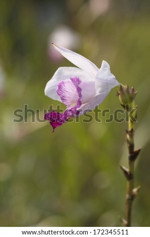 Close up single white flower with purple pink center petals on green blur background