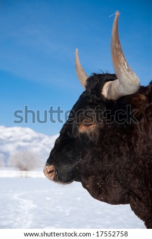 winter steer head