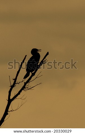 bird silhouette