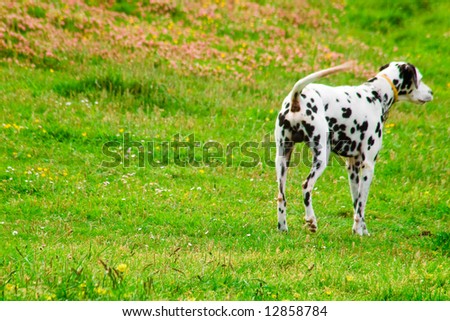 Dalmatian dog watching, in a meadow.