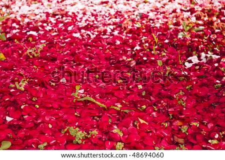 petals at garden floor