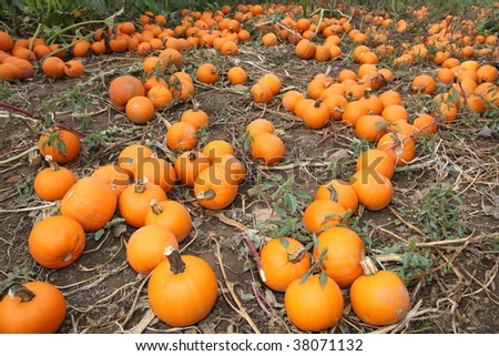 Several Baby Pumpkins at Pumpkin Patch