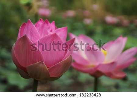 pink lotus close up  with burr lotus leaf  background