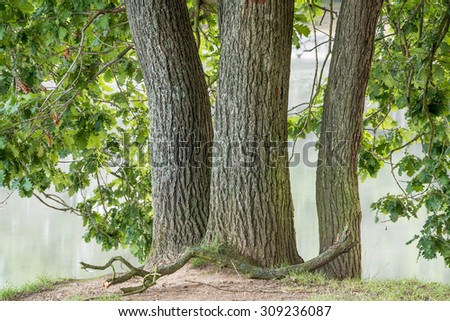 triple tree trunk in front of a foggy lake