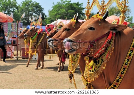 Pamekasan, Indonesia - 18 October 2014: Decorated Bulls before the final of the Bull Race, held every year on the island of Madura in the Stadium of Pamekasan, Indonesia
