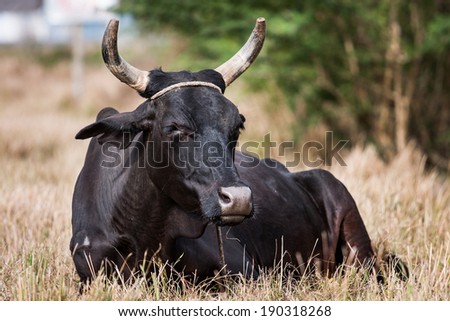 Black cattle  in the farming area of Valle de Vinales, in central Cuba