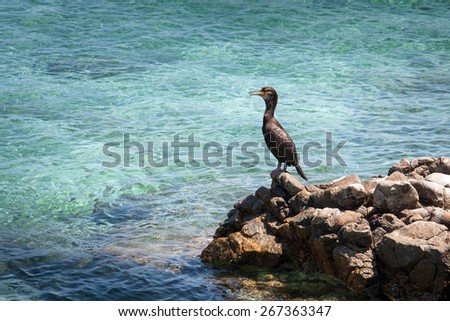 cormorant on a rock on the island La Maddalena in Sardinia, Europe