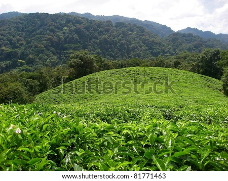 Tea plantation bordering rain forest in Rwanda