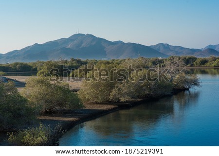 Mangroves lake in sharjah with hajar mountains on the background. Nature of uae. 