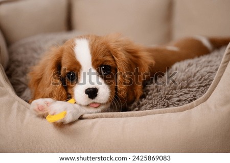 Image, Stock Photo cavalier king charles spaniel dog relaxing outdoor in summer garden, sitting on wooden chair