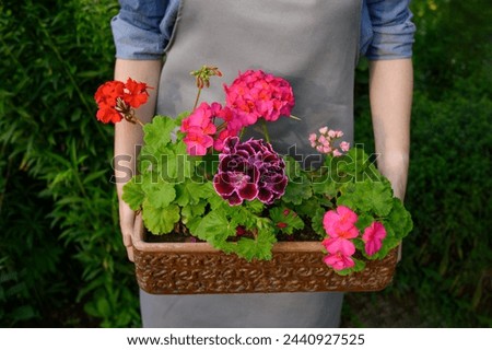 Similar – Image, Stock Photo Unrecognizable female professional florist making bouquets.