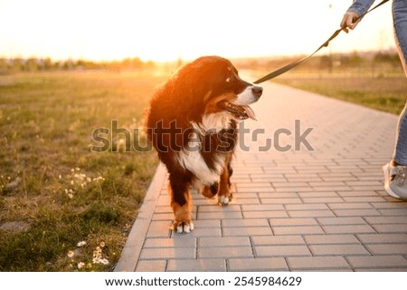 Similar – Image, Stock Photo A dog walking on the wooden planks in a floating village in Halong Bay, Vietnam