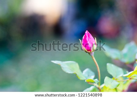 A scenic pink rose bud, that is closed now and did not open yet. Selective focus ストックフォト © 