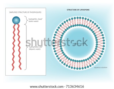 Medical vector illustration of phospholipid and liposome structures