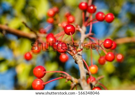Berries and branches in the autumn forest close-up shot