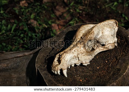 Canine skull close up. Background for Halloween. Anatomical model of the skull of a dog.