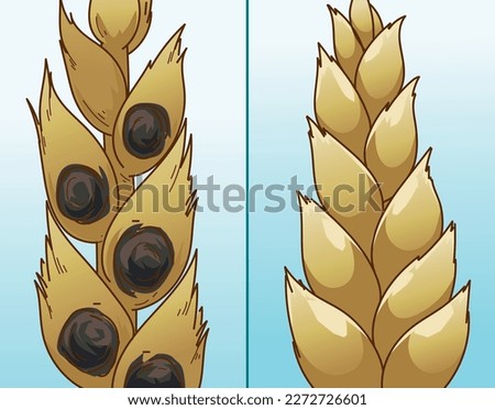 Smut. Plant disease. Wheat disease. Wheat close-up. Before, after. Vector illustration.