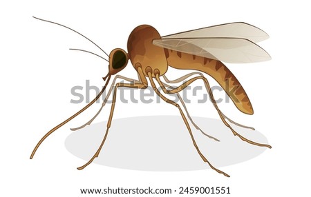 Mosquito. Vector illustration isolated on white.