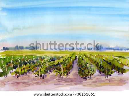 Vineyard landscape watercolor sketch. Blue sky.