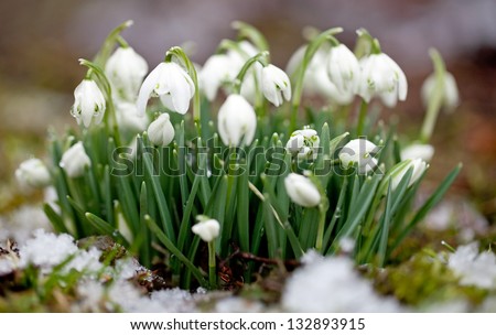 Snowdrop flowers with snow