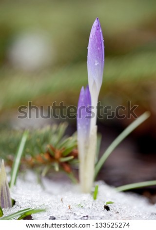 Purple crocus early in the snow