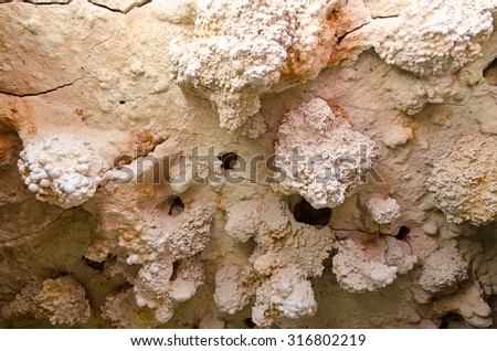Fossilized coral pink in the natural park \