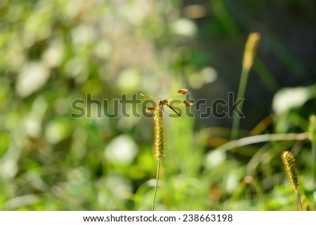 Dragonfly on the fox tail