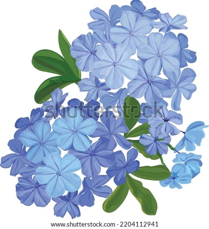 Similar – Image, Stock Photo Blue flowers of Cape Leadwort also known as Blue Plumbago or Plumbago Auriculata