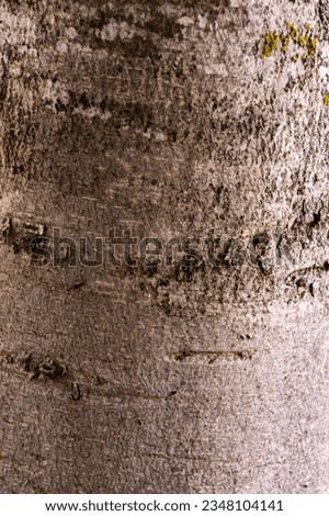 beech tree bark texture clipart