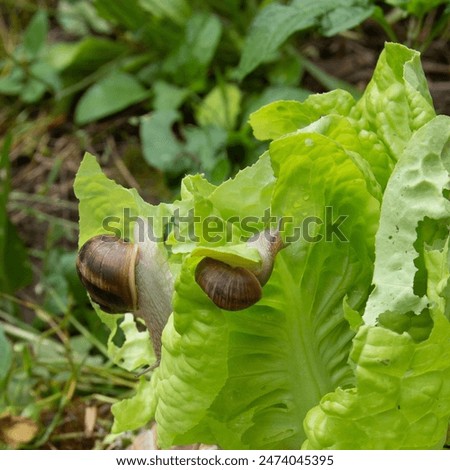 Similar – Foto Bild Nacktschnecke kriecht vor einem Auto über einen Weg