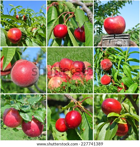 Red fruit collage made of nine photos red fruit (apples, peaches, nectarines and cherries) in the natural setting, in the orchard. Concept of organic farming; fresh, natural, unprocessed fruit.