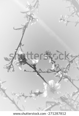 Faded spring background in black and white with tree blossoms. Image toned in faded, washed out, smoky, vintage style, with light vignette.