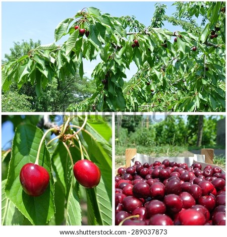 Fruit collage - ripe red cherries on a tree in an orchard and packed in a crate, on a sunny summer day. Concept of organic farming; healthy, fresh, unprocessed fruit.