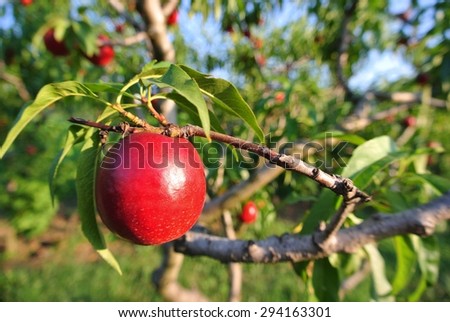Plenty of red ripe nectarines on the tree in an orchard, on a sunny summer afternoon. Concept of organic farming; fresh, natural, healthy, unprocessed fruit.