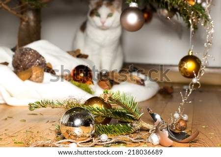 A cat looks innocent at broken christmas decoration