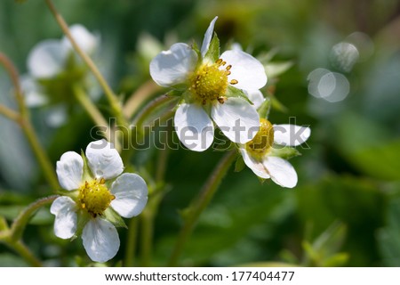 photo of blossoming branch of strawberry. strawberry flowers