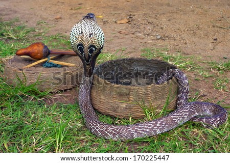 Indian Cobra