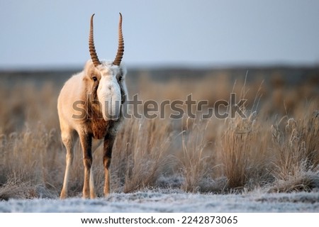 Similar – Image, Stock Photo A winter day