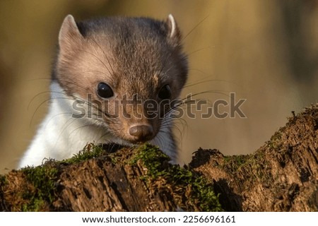 Similar – Image, Stock Photo from the small beech seedling