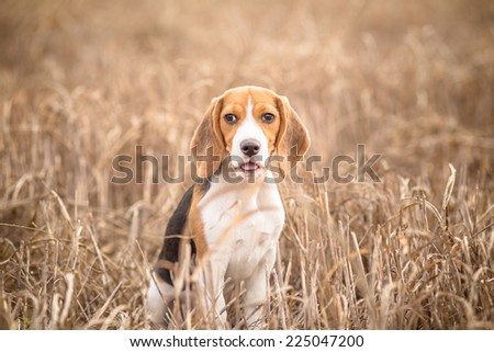 Beagle dog in nature