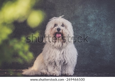 small white long haired dog portrait - grunge effect