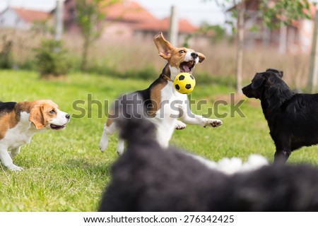 Group of dogs chasing a ball