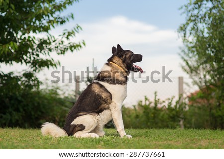 American Akita Guard Dog Protecting His Yard