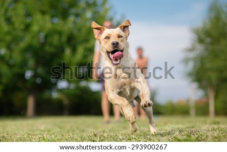 Young Labrador retriever dog in run