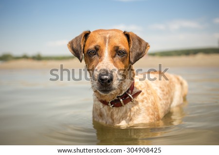 Adopted mixed breed dog on summer vacation