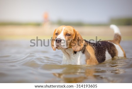 Beautiful Beagle dog in water portrait