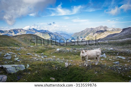 A beautiful cow in the Austrian alps .