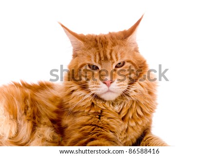 Cat, Maine coon kitten, 9 months old, isolated over white