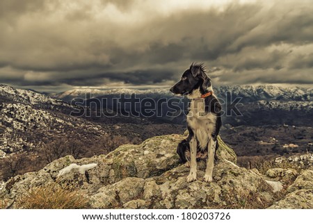 A border collie dog sitting on a rocky outcrop with snow covered mountains in the distance